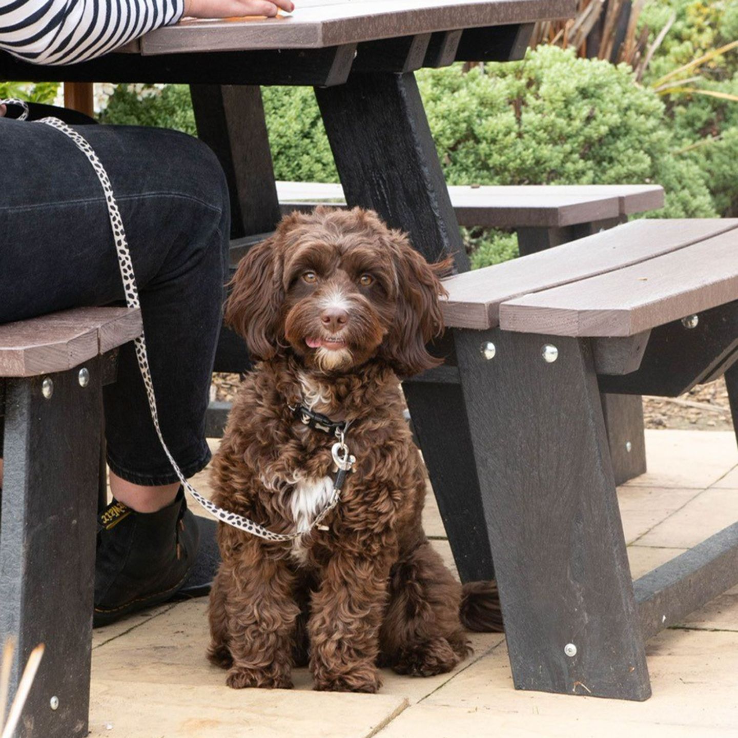 Your local dog friendly pub in Halesowen